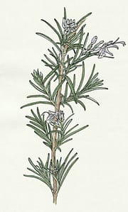 herbal detox plan