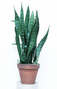 how to conserve water