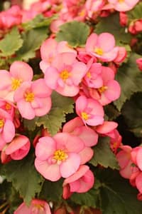 Allergy Relief Without Drugs