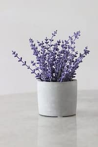 herbal remedies for anxiety
