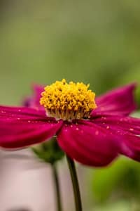 Allergy Relief Without Drugs