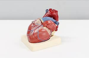 how diabetes affects the heart