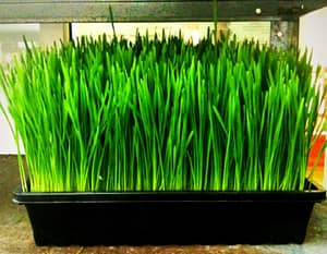 How to Use Wheatgrass Powder